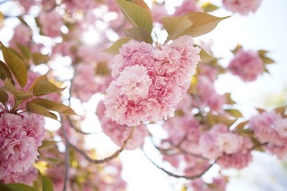 cherry-blossoms-5167156_1280.jpg